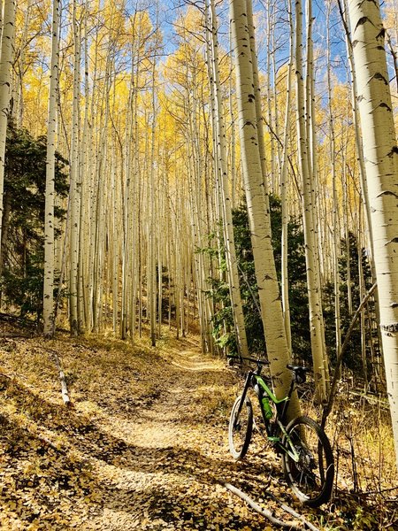 Aspen Grove - October 16 2019