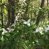 Trillium along this route back in May 2018 - GPS marker shows near parking lot, but more likely along trail