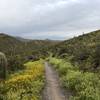 Flat Rock Trail looking N.E.