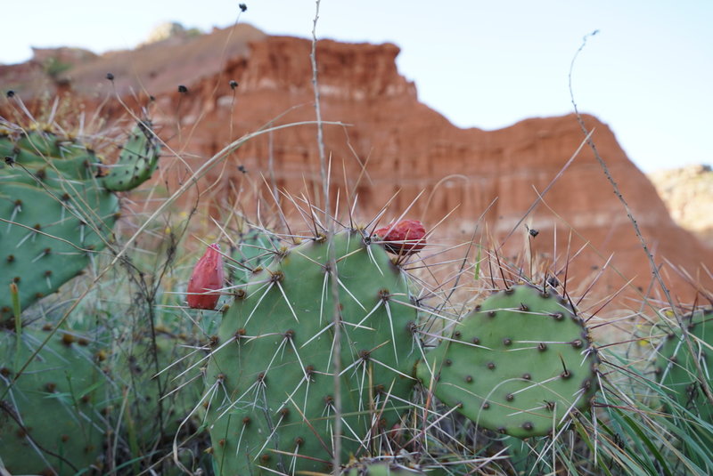 Beautiful Cactus on Capitol Peak Trail