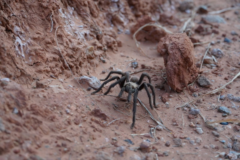 Tarantula on the Capitol Peak Trail