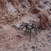 Tarantula on the Capitol Peak Trail