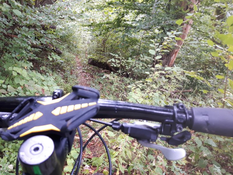 A good rideable section of " Kovacic planina, Middle Singletrack"