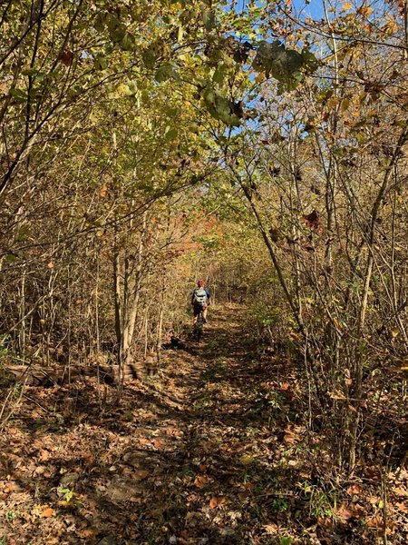 Bear Point Trail