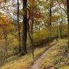 Flowing part of trail through scenic trees