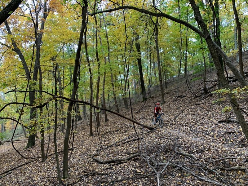 Yes there were lots of rocky sections, but balanced out by lots of flow through these trees.