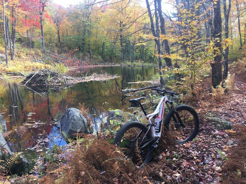 A beaver pond along the trail.