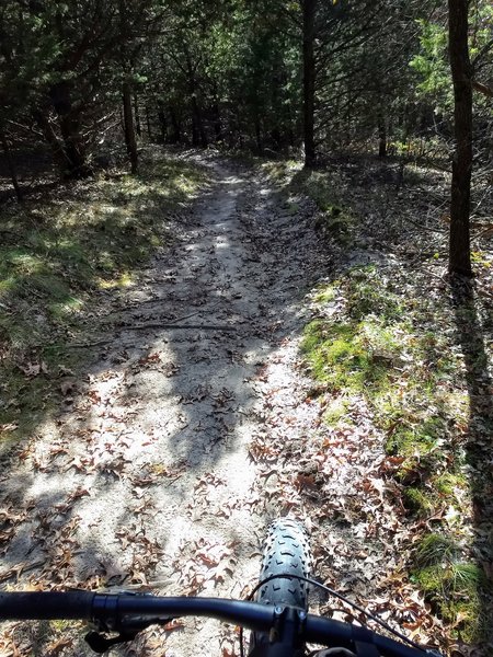 A few roots, but great trail