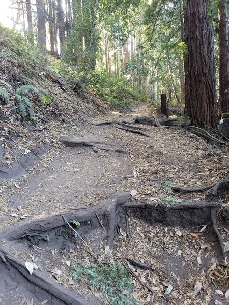 Looking uphill at the "root staircase" on the Southwest entry descent into Enchanted Loop.  The drops get MUCH larger on the next switchback!