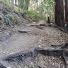 Looking uphill at the "root staircase" on the Southwest entry descent into Enchanted Loop.  The drops get MUCH larger on the next switchback!