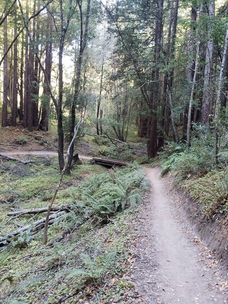 One of two bridges on the North trail (riding East).