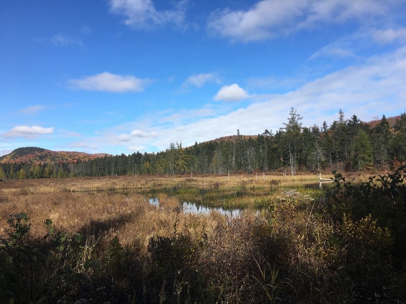 A view of Peacham Bog.