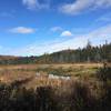 A view of Peacham Bog.