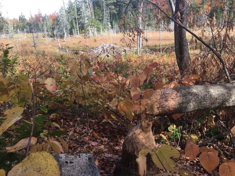 Beavers at work clearing logs along the trail.