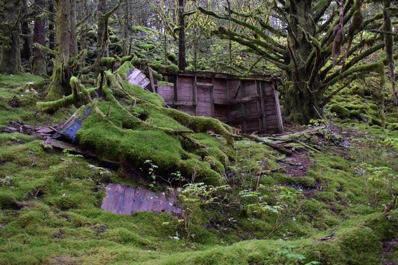 WWII ruin building, next to old growth moss covered spruce.