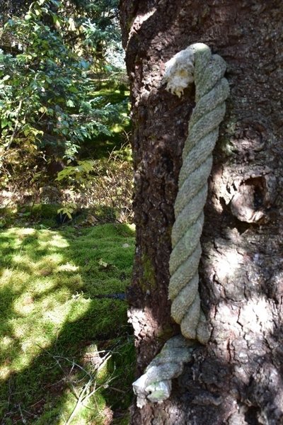 Large roap, grown through the tree.