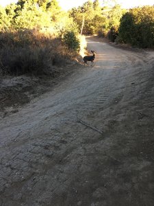 Whiting ranch hot sale mountain biking