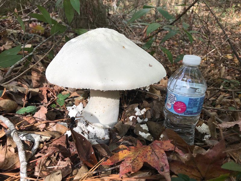 BIG mushroom!