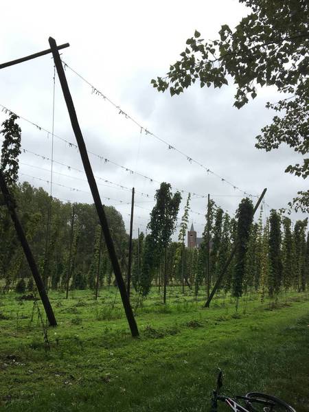 Growing hop