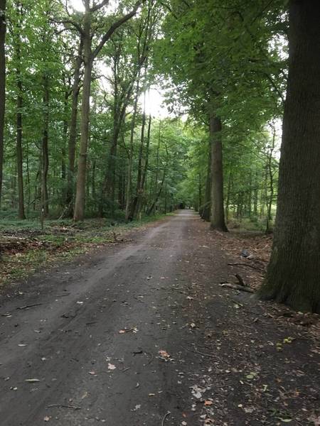 doubletrack Buggenhout Bos  gravel ride