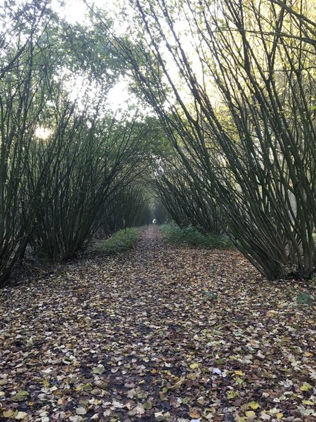 Singletrack in  wood section