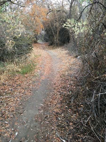 River Trail in early winter