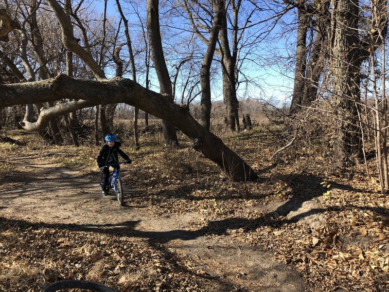 Lots of leaning trees on this trail