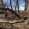 Lots of leaning trees on this trail