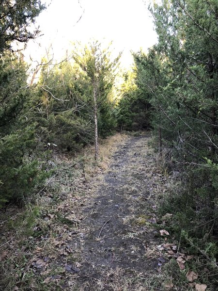 Winding through the cedar trees; this section has good flow!