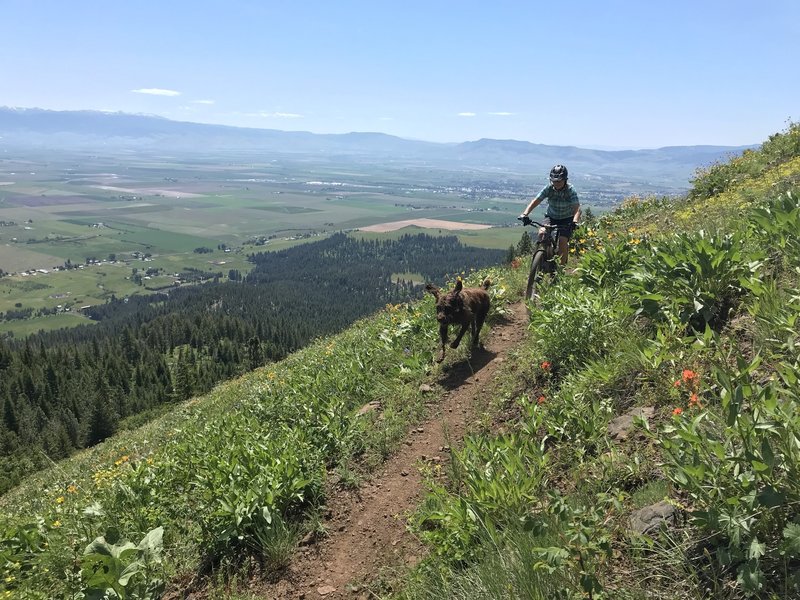 Drafting the Dog while descending Caffeine Trail