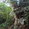 Big trees along the trail