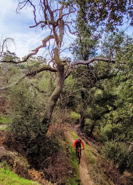 El Prieto alternates between tight switchbacks and long, flowy sections.