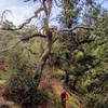 El Prieto alternates between tight switchbacks and long, flowy sections.