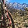 Snow up high but nice tacky singletrack low on the HoneyBee Loop