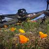 California poppies popping on Charouleau Gap Road