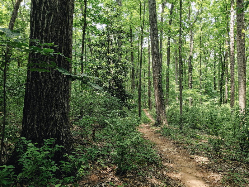 Connector Trail. June 2019.