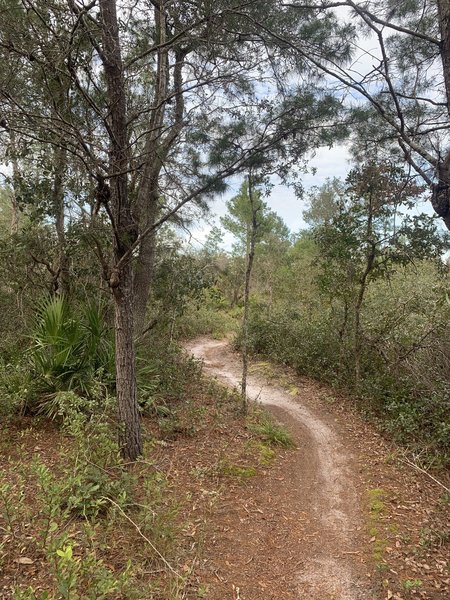 Nice winding trail