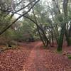 Lower half of Stevens Creek Canyon Trail in mid-December 2019.  Note moss on trees and heavy leaf cover on trail.