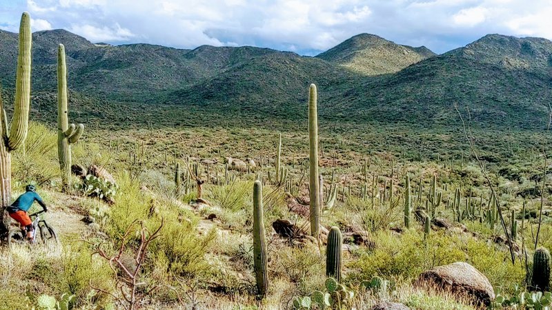 The eastern end of Wild Mustang is a ripping fun descent into the Alamo Springs valley.