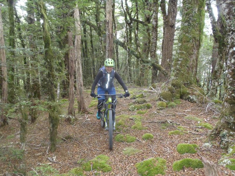 The singletrack starts along a ridge with the forest floor covered in beech leaves