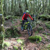 Beginning the technical descent through moss covered beech forest