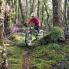 Tight turns, roots and mossy forest floor