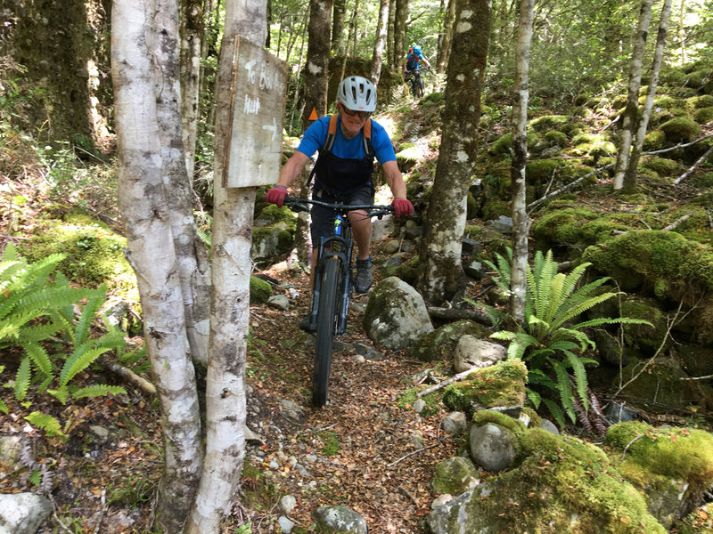 Squeezing through trees amongst old mining tailings