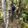 Squeezing through trees amongst old mining tailings