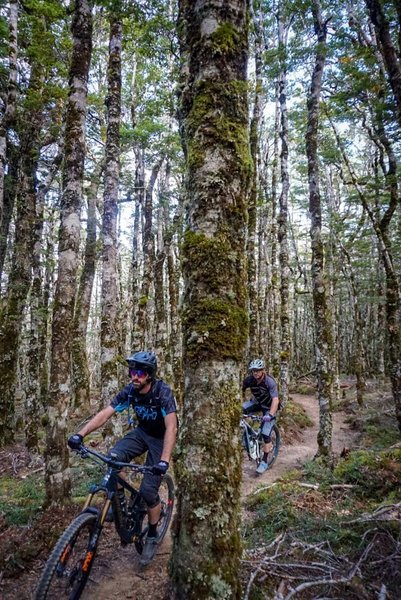 Bush section of the trail