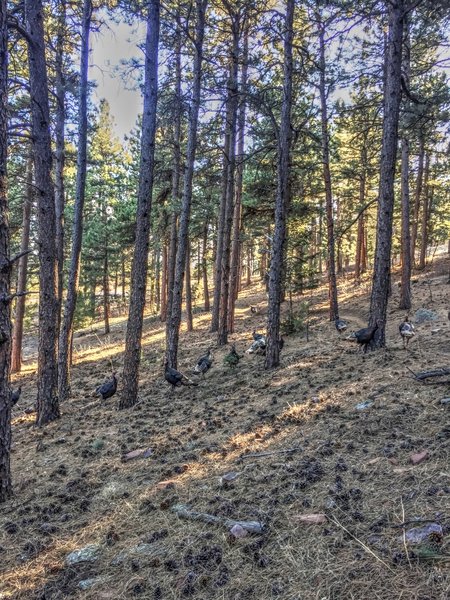 One of the cool scenes you get once in a while riding this trail.