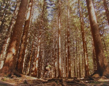 Root-filled welcome mat at the start of Blue 1 in Shindagin Hollow.
