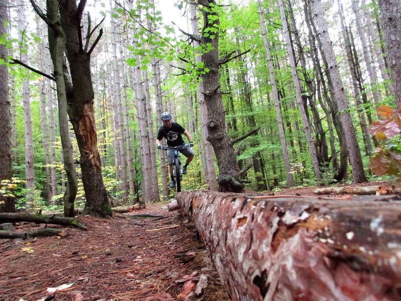 Log balance features like this one are scattered through out the Shindagin Hollow trails.