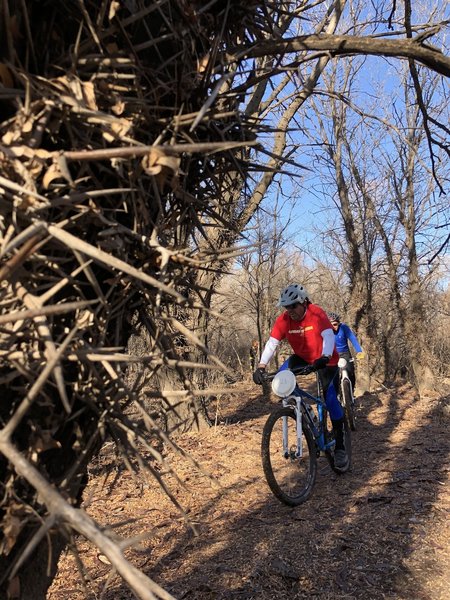 This quarter mile or so is solid honey locust trees.  Might be wise to run tubeless.