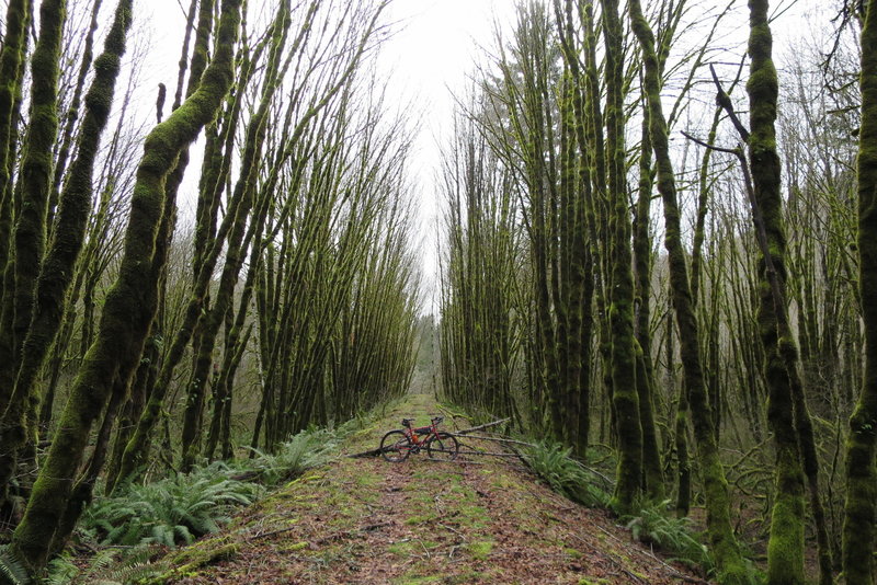 Old railroad grade (Valley & Siletz Railroad)